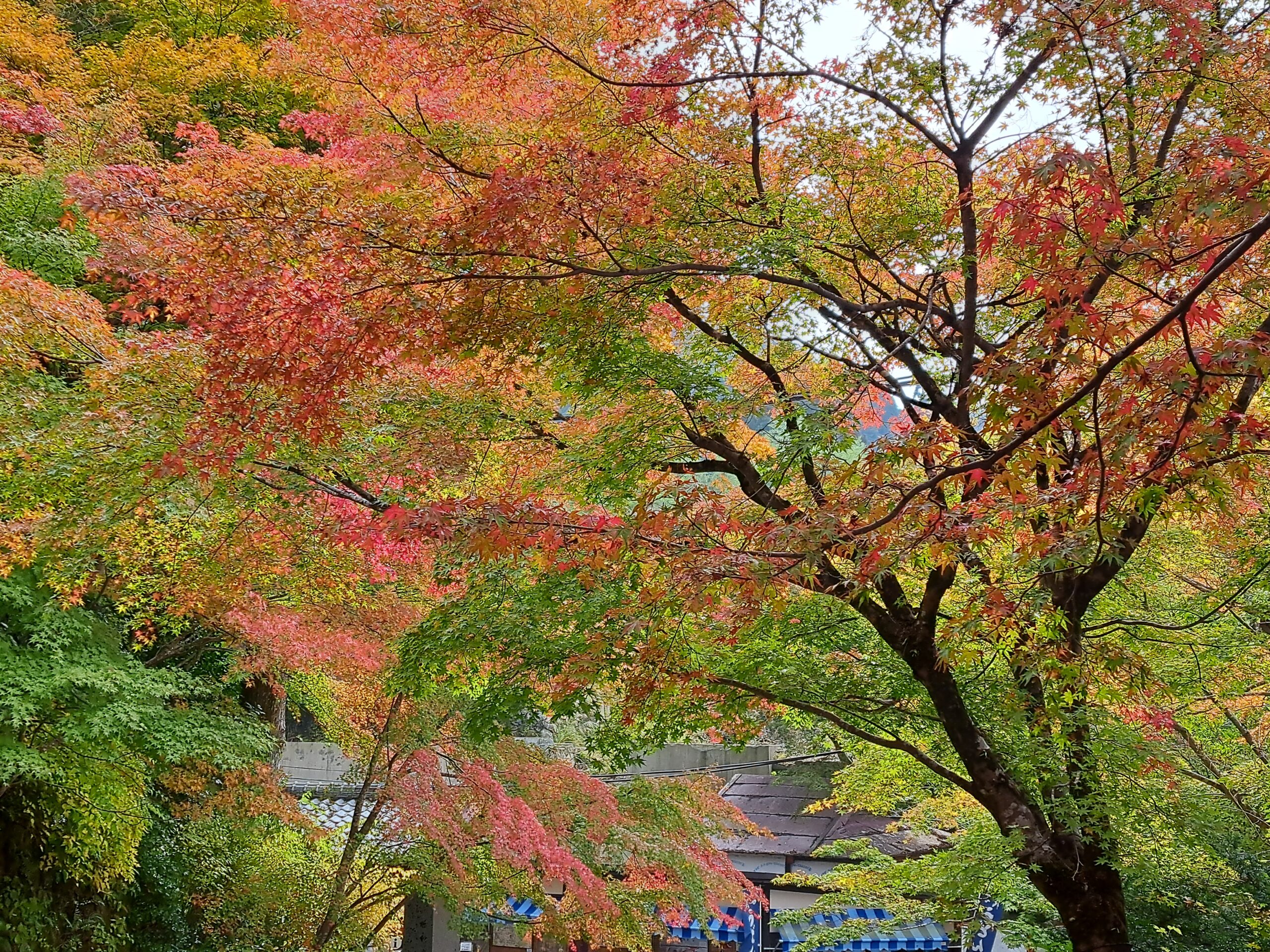 京都大原・寂光院の紅葉
