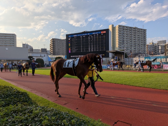 川崎競馬場のパドックを歩く競走馬